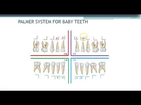 Palmer Charting System