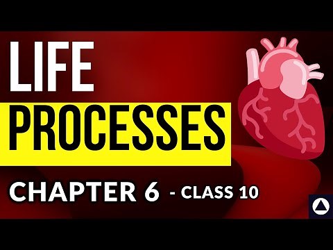Life Processes - Chapter 6 - Audio Book | NCERT Complete Chapter Reading - Class 10 CBSE | One-Shot