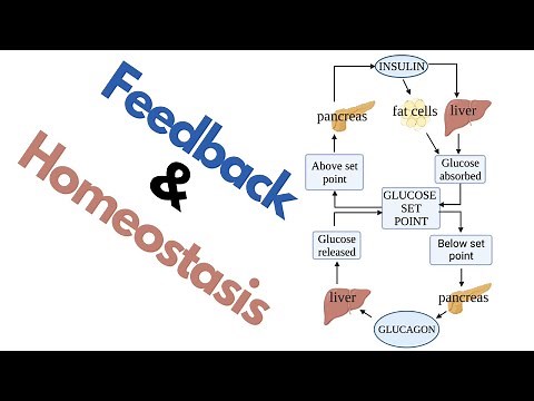 Feedback and Homeostasis for AP Bio: AP Bio Essentials