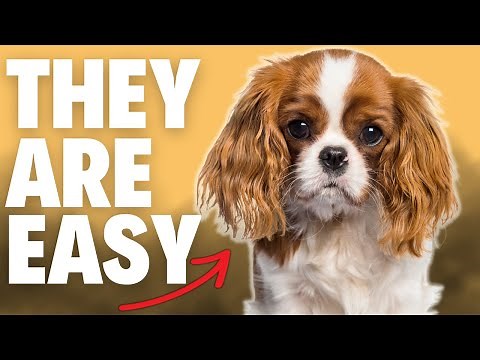 Top 5 Dog Breeds for First-Time Owners | Easy To Own Dog Breeds
