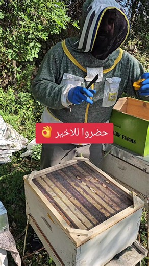 How Bees Impact the Economy: The Importance of Beekeeping