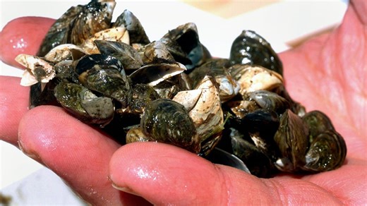 Invasive zebra mussels spotted in Des Moines River