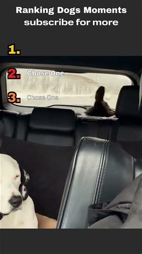 Ranking Funniest Dog Car Moments #dogvideos #funny #trending