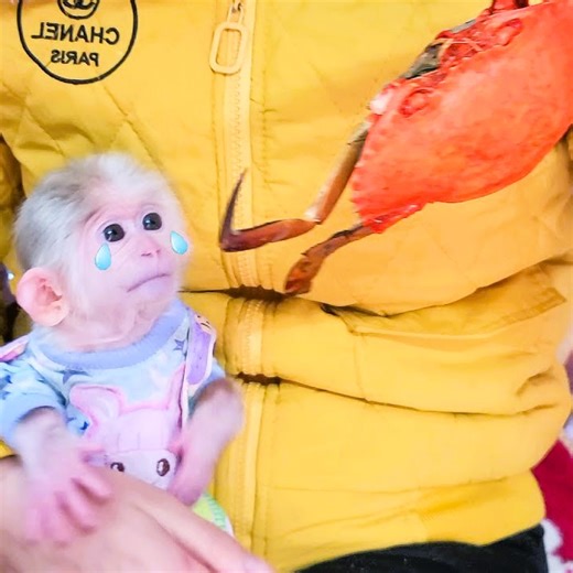 Unbelievable baby monkey David reach unexpectedly when he saw the crab | Family Monkey Vola