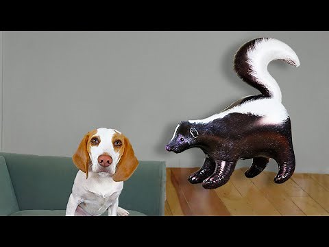 Puppy vs Skunk Invasion Prank! Cute Puppy Dog Indie Surprised by Skunks