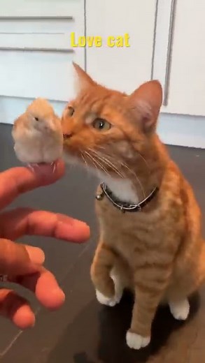 A cat eats bird
