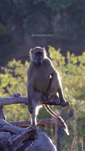 Chacma Baboon sitting peacefully #chacma #baboon #monkey #nature #wildlife #peace #africa HA73889 | HAWI Studios