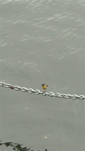 "A grey wagtail darts for insects while another perches, then flies off on a cloudy afternoon 🐦🐦☁️🪵"