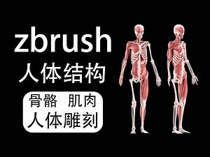 【zbrush新手教程】人体结构讲解: 骨骼，肌肉，人体骨骼雕刻全流程
