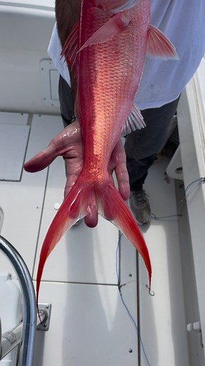 9.6K views · 138 reactions | Queen Snapper, another beautiful fish from the deep. These fish can be in depths up to 1600ft and grow up to 30lbs. These fish are extremely good to eat. #fyp #queensnapper #howto #nowyouknow #funfact #fishing #reels #shorts | Saltwater Salvation | Facebook