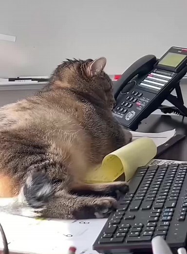 Cat's First Day at Work: A Hilarious Adventure