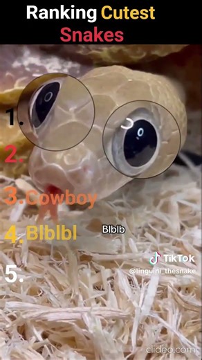 Ranking Cutest Snakes