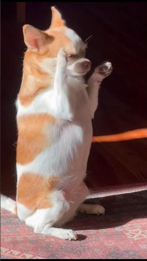 The incredible origin of the Chihuahua will surprise you
