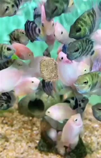 Explore the Nutritious Benefits of Fish Food Dried Bloodworm