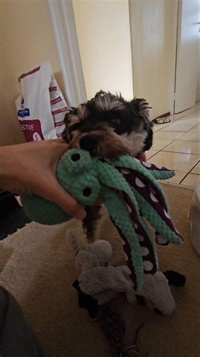 Miniature Schnauzer Wants to Play