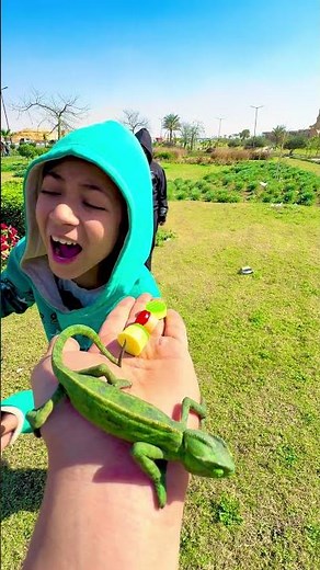 How many years does a chameleon live, and is it worth it?🤔🦎