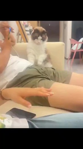 Cat learns how to deal with this human