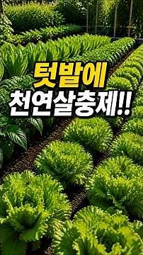 텃밭에 천연 살충제!! #천연살충제 #텃밭관리 #목초액 #농사정보 #유기농