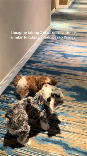 Vacationing with Dogs at the Beach