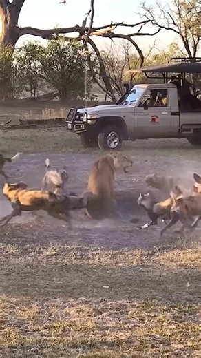 Lioness 🦁 Surrounded by Wild Dogs 🐕 #lioness #wilddogs