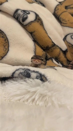 Ball Python Care & Reptile Facts