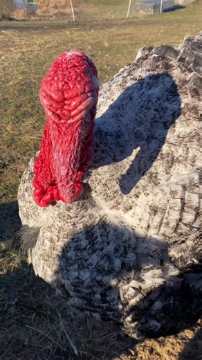 Jason’s Heritage Poultry on Instagram: "Just more turkey love. 🦃 Hope the week is off to a good start!"