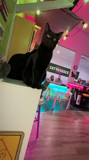 Every box that shows up from our Amazon Wish List means the world to us 💜 Inside each one is something that keeps this dream running — toys, food, cleaning supplies, and comfort for the cats who call Cattyshack Cafe home 🐾 You’re not just sending stuff. You’re helping us save lives here in Fort Myers 💚 Thank you for being part of this journey and for showing these cats the love they deserve. #catcafe #swfl #fortmyers #florida #adoptdontshop #cattyshackcafe #pet #catlover #kitten | Cattyshack 