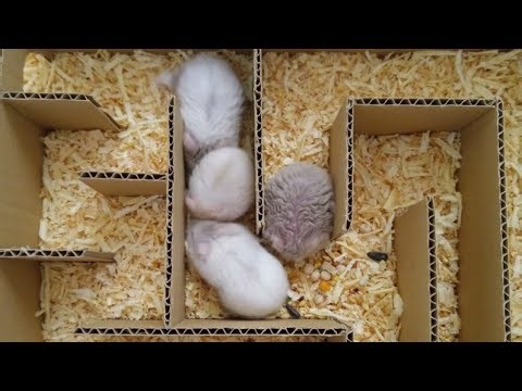 🐹 Hamster Complete Maze Challenge LIVE! 🧩🏁