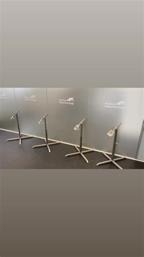 Peanut and Bumper are busy detecting the odour of Parkinson’s disease today 👏 #parkinsonsdisease #dogs #goldenretriever #labrador #biodetection #parkinsons | Medical Detection Dogs