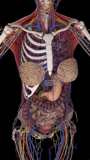 Exploring the Human Body | Internal Anatomy 🫀