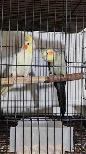 Lutino/Black cockatiel pair😱