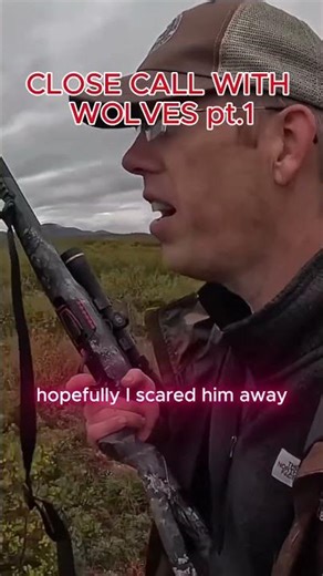 Close encounter with some wolves!