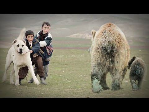 10 Bear Fighting Dog Breeds