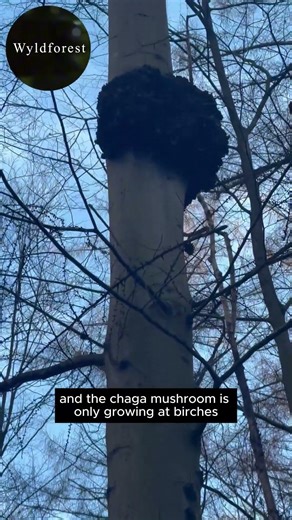 Looks Harmless… But This Bark Infection Kills Trees