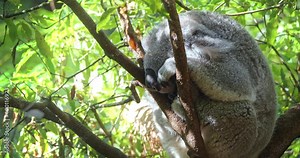 Sleeping Koala bear in greenery of australian forest reserve