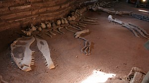 The giganotosaurus: What was the new ‘Jurassic Park’ villain like in real life?