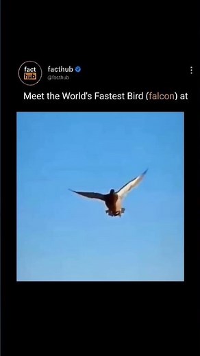 Meet the World's Fastest Bird – The Peregrine Falcon in Action!
