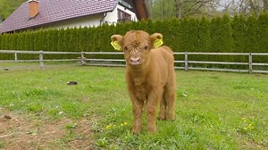 Baby Scottish Highland Cattle On Organic Stock Footage Video (100% Royalty-free) 1071559438 | Shutterstock