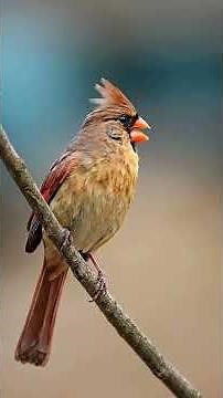 Sophisticated Beauty: The Stunning Colors of a Female Northern Cardinal! 🐦✨