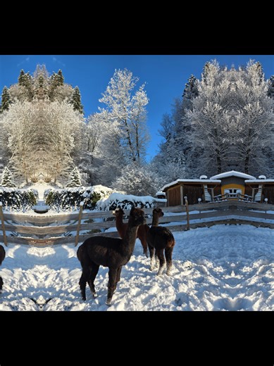 Caring for Alpacas: A Farm Life Experience
