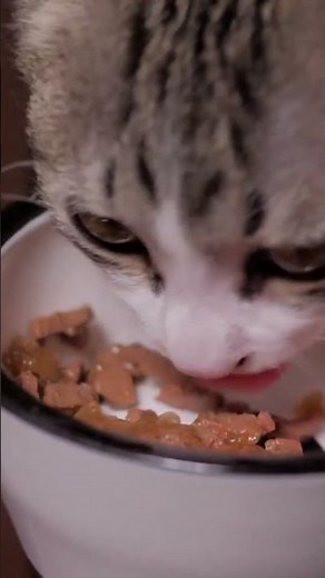 Boosting Your Cat's Weight !