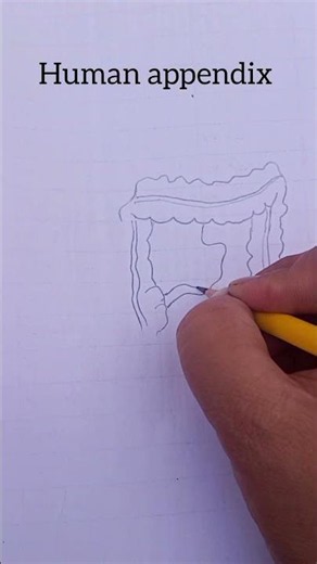 How to Draw Human Appendix#human appendix #viral#appendix