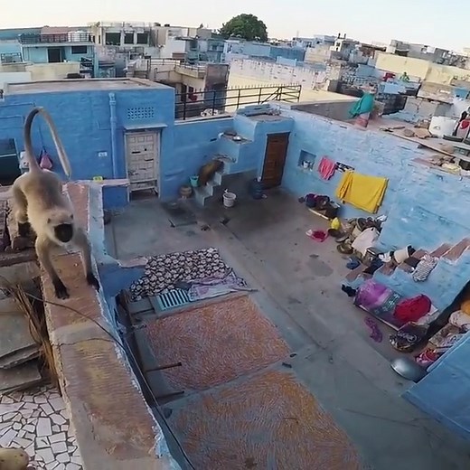 @joshuastorror having a rooftop stand off with an angry monkey 🐵 Full video - link in our highlights. #storror #parkour #monkey #bluecity #india #rooftop | Storror