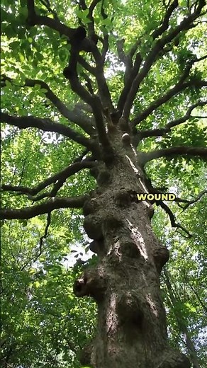 What’s Up With This Lumpy Magnolia Tree? #trees