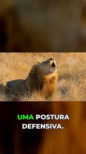 Why Do Lions Fear Hyena Calls?