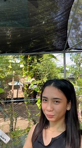 Ready to transplant Giant Guyabano Seedling available po! Message us to order! 🌱 | Bing-Bong's Integrated Farm