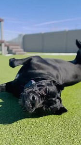 Paws Pet Resort on Reels