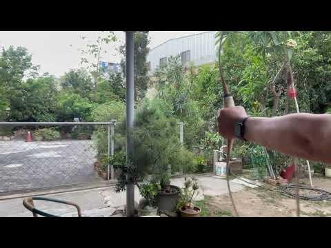 diy pellet bow bamboo string and shooting 古武彈弓術 竹拍子 硬弦製作 射擊