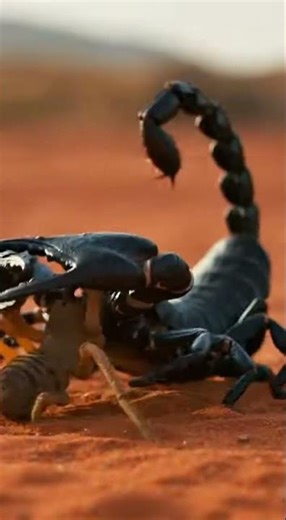 Camel Spider vs Emperor Scorpion Round 2 Who Wins 🕷️💀🦂 05012026 A5D71