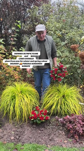 #add WEBSHOP https://pergolanurseries.ecwid.com . Skimmia Olympic Flame Female Skimmia ..laden with red berries from autumn until late spring . Hardy evergreen shrub . Good in pots or beds . CAREX EVERILLO Carex Everillo ,A brightly coloured evergreen ornamental grass that is happy in pots or beds. Winter hardy and lasts for years Plant both from now in pots or beds for winter and spring colour.DELIVERY SEE Webshop https://pergolanurseries.ecwid.com ALL IRELAND DELIVERY 🚚 32 Counties Pergola Nu